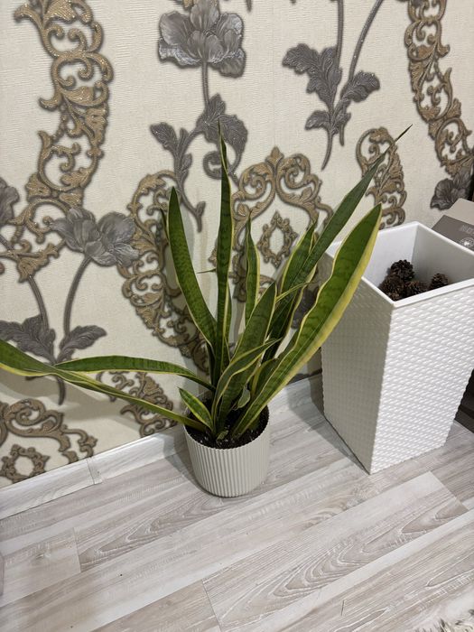 Продам комнатную растению тещин язык