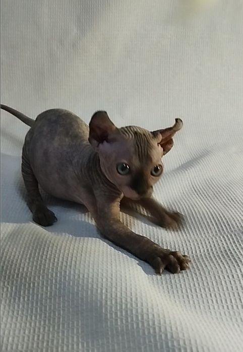 Котёнок Эльф (канадский сфинкс)