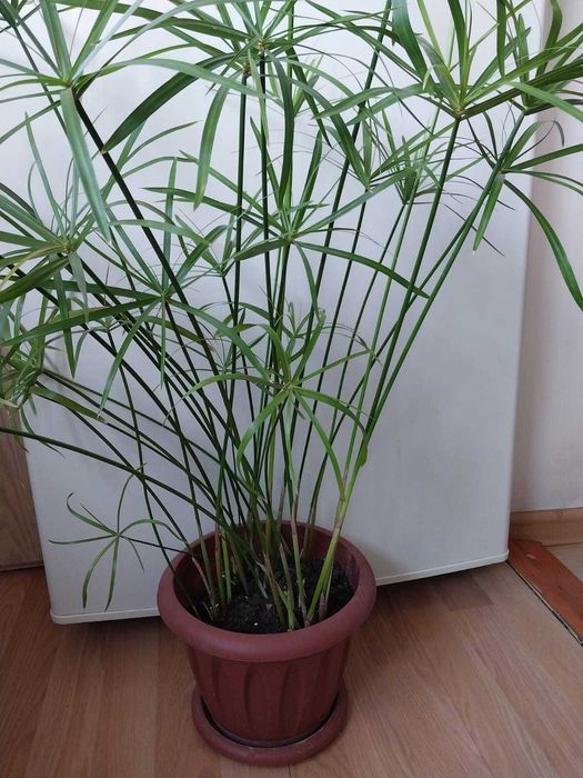 Продам комнатные цветы - Циперус очереднолистный