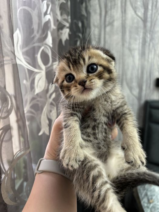 Котята золотая шиншилла