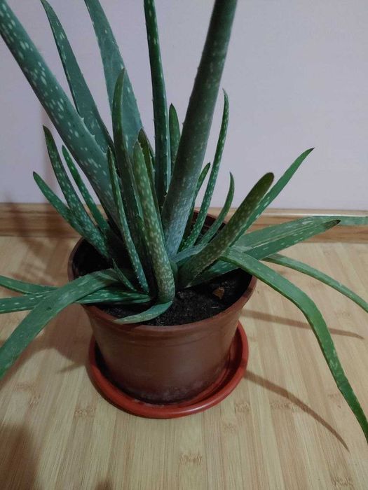 Продается Алоэ вера - 3 года