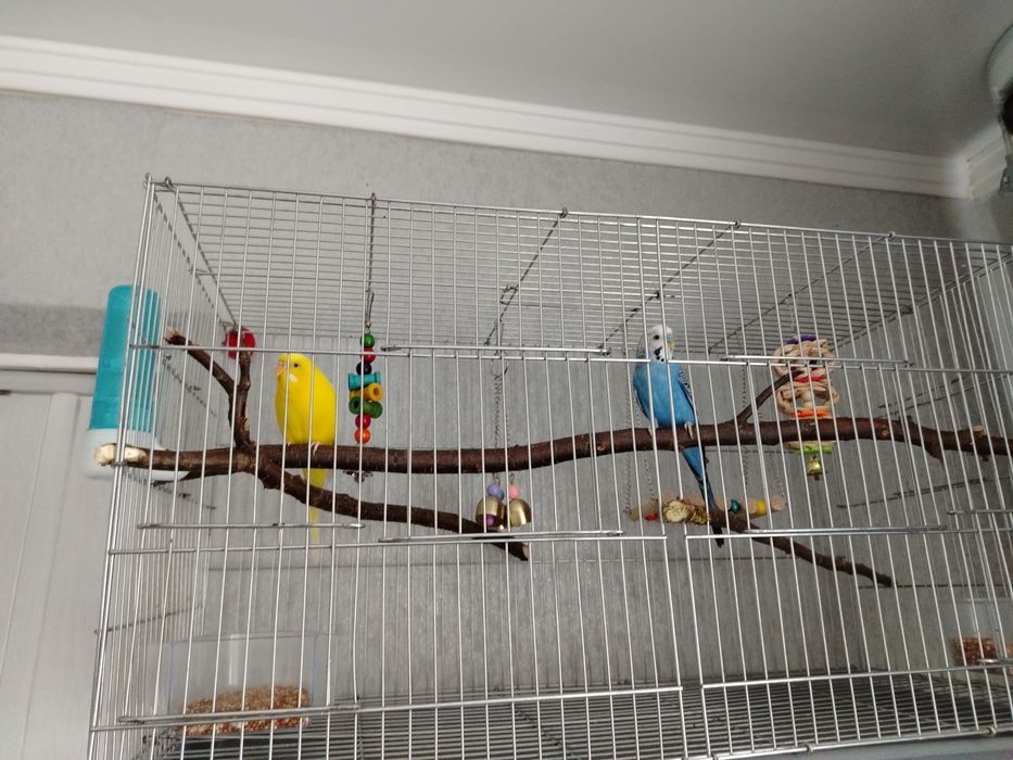 Продам пару волнистых попугаев! В Самарке!