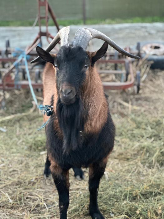 Vand țap alpin-francez
