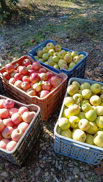 Vând mere angro sau kg