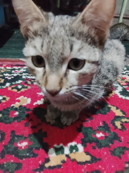 В добрые руки. Yaxshi qaraydigan mexribon insonlarga xadiyaga beriladi