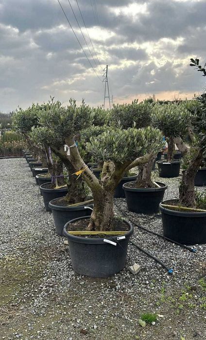 Măslini rezistenți la frig