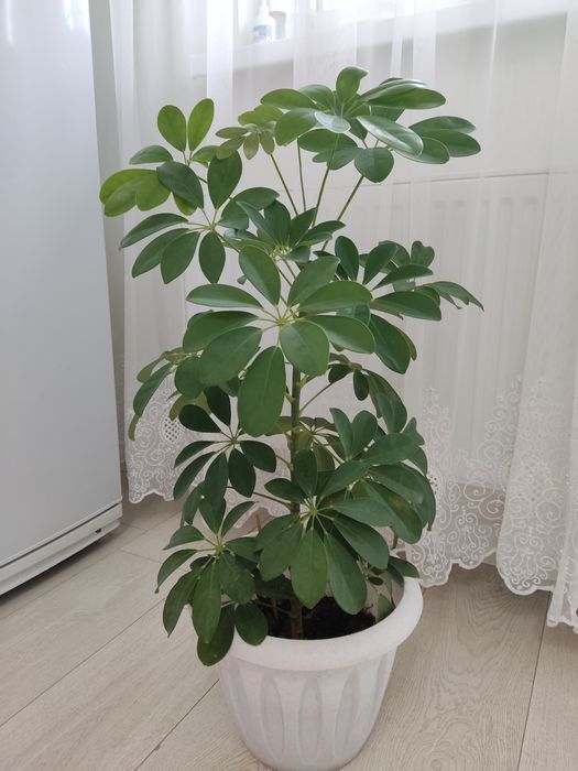 Комнатные растения листайте фото