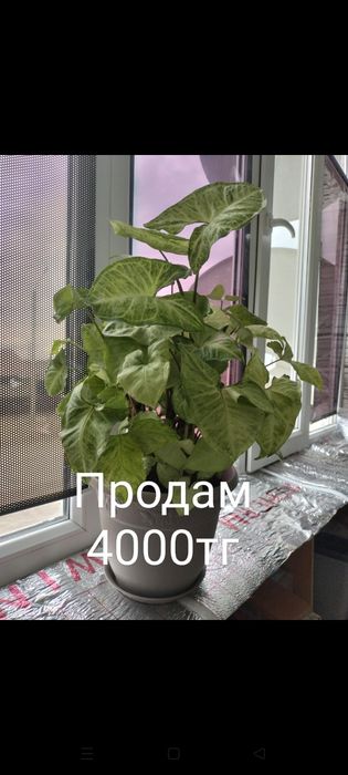 Продам комнатные цветы