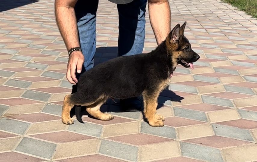 Super mascul ciobanesc german cu pedigree