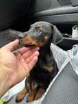 Vand catelusa doberman