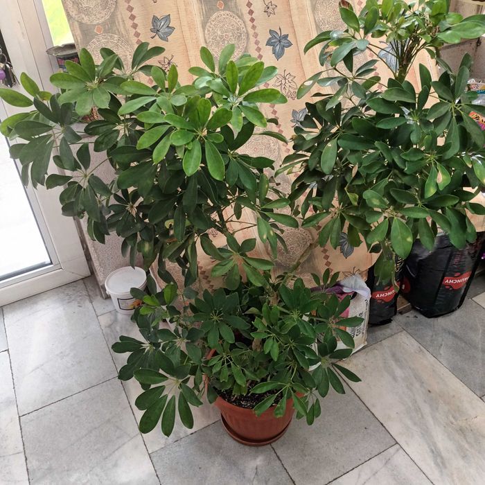 Шефлера 115см.-50лв