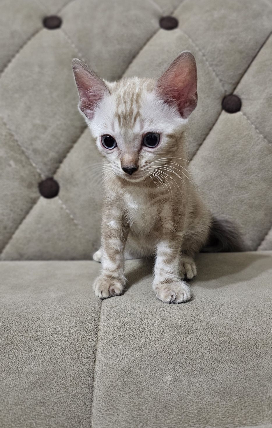 Бенгальские котята