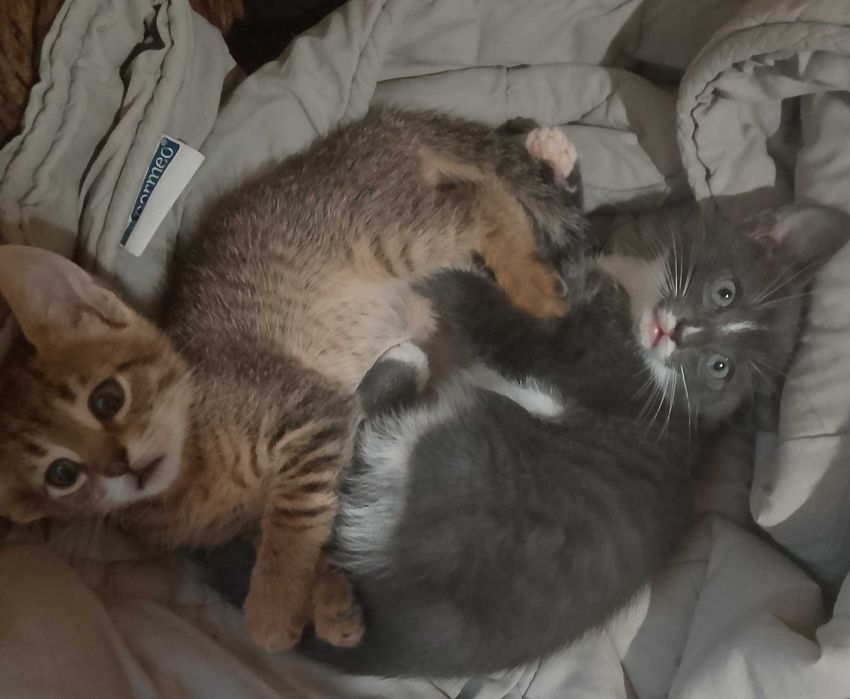 Котета - град Павликени