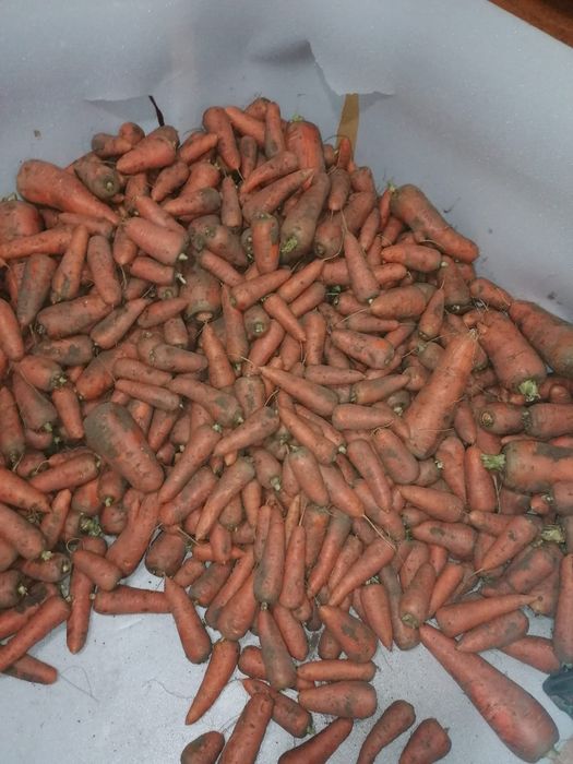 Продам морковь. Свеклу