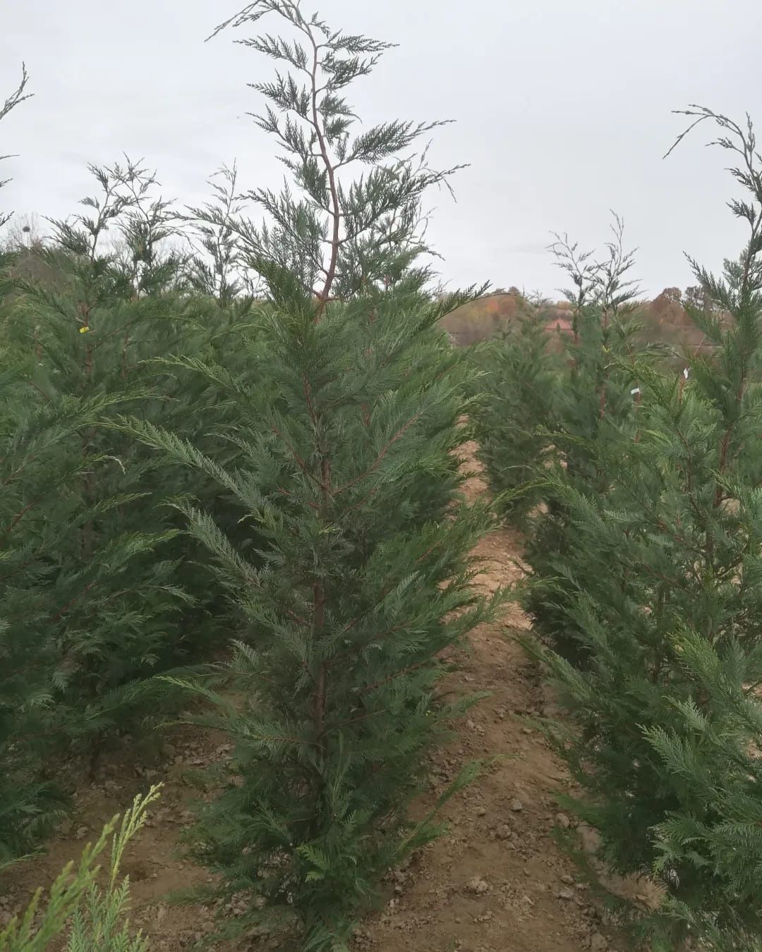 Gard viu tuia Chiparos Leylandii