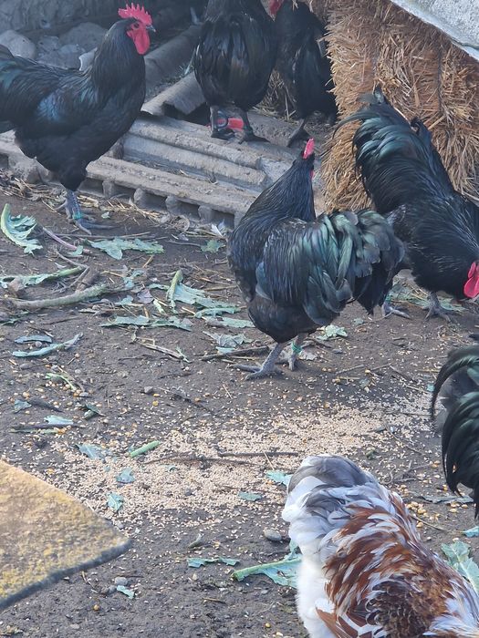 Cocosi Australorp negru si albastru