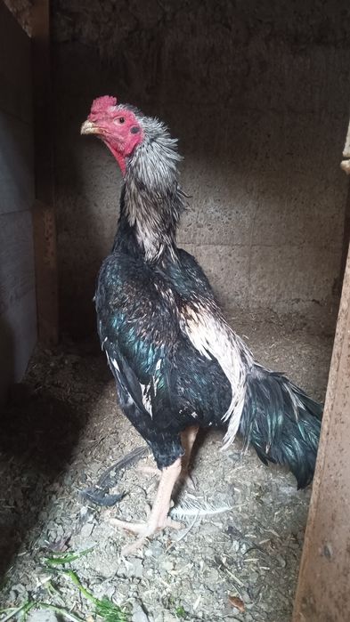 Хуроз сотилади..