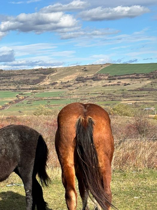 Vand sau schimb cu vaci vitele intarcate