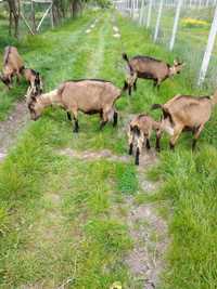 6 capre femele alpin francez de vanzare