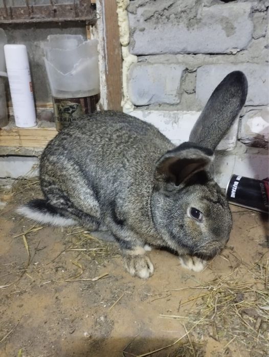 Рабочий кролл…..