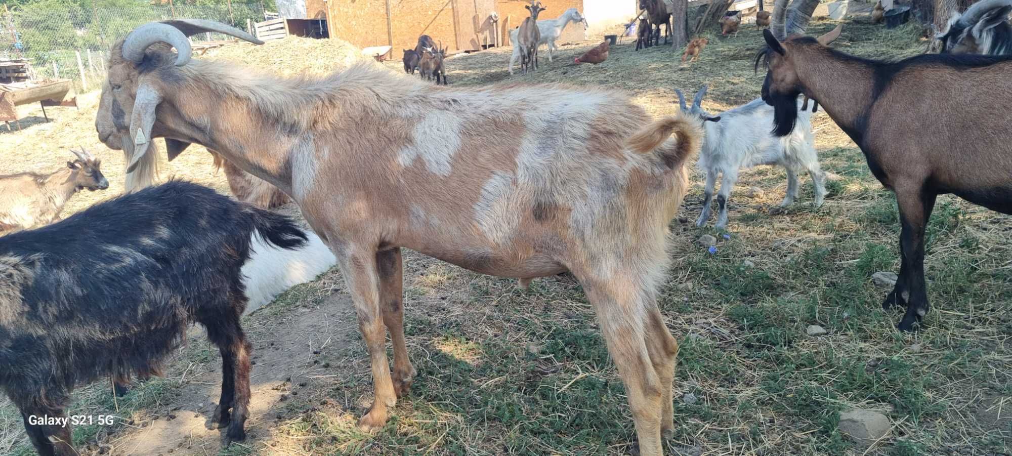 Se dau doi tapi foarte buni de monta