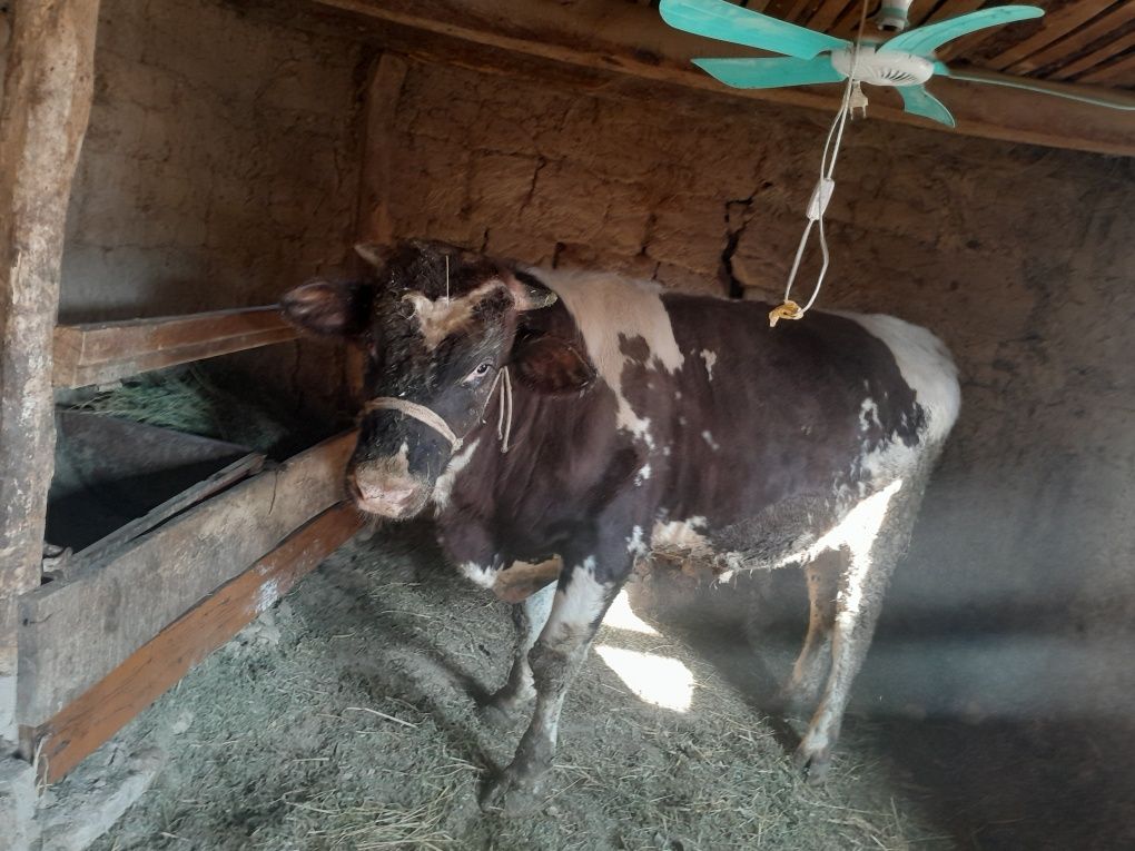 Buqa satiladi gbrit 2yaw