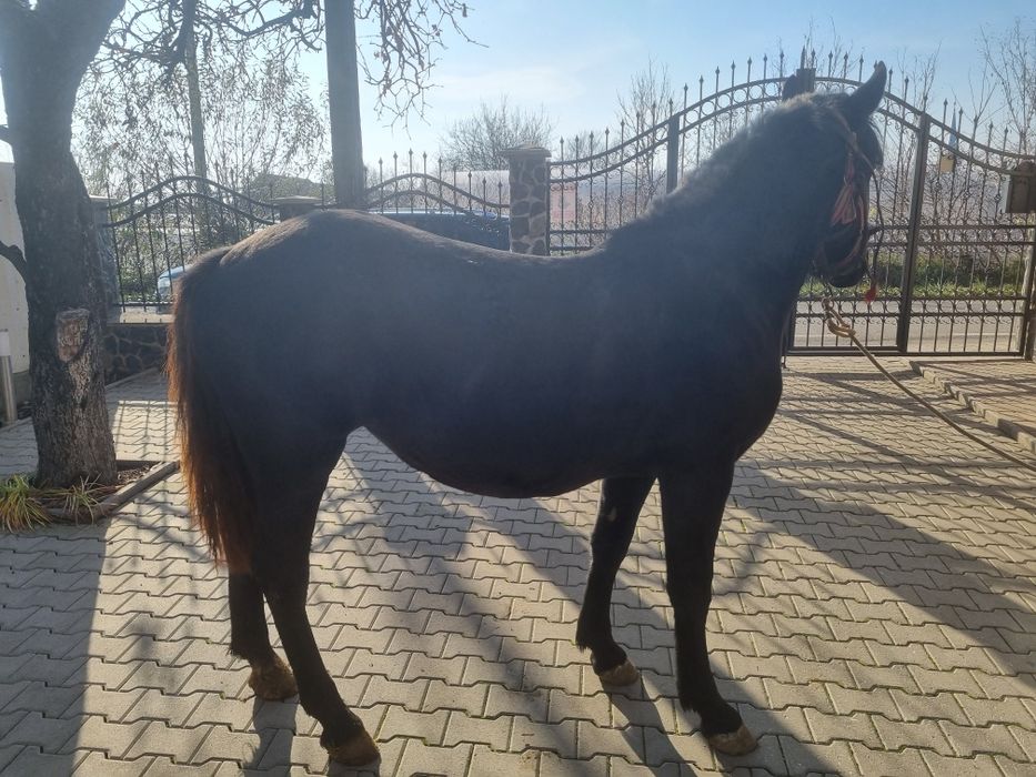 Iapa tânâră caută alt stăpân ( 1 an si 6 luni )