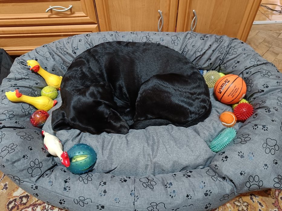 Pătuț cățel talie mare nou fara eticheta