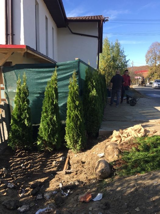 Tuia Smarald/ Leylandy chiparos