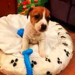 Pui rasa Jack Russel Terrier