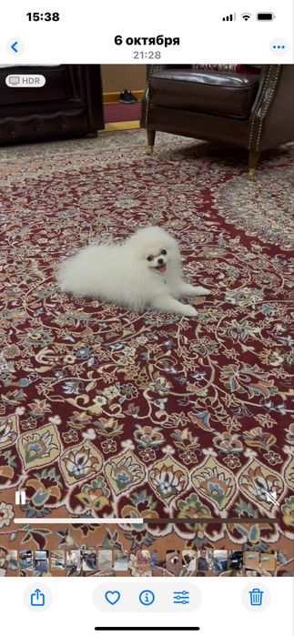 Собачка аргинал девочка  шпиц