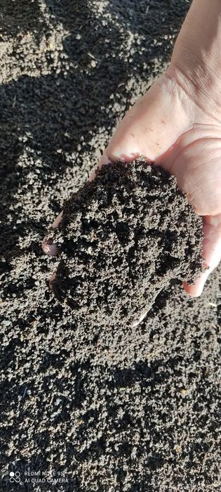 Копланган чириган гунг