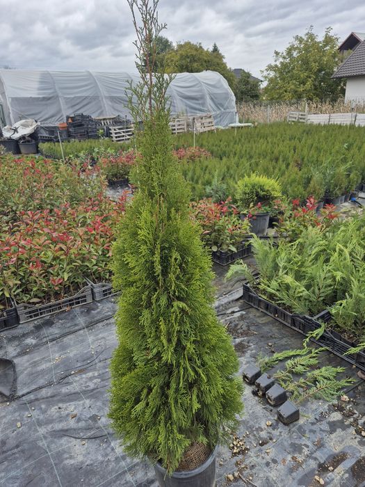 Tuia smaragd diferite  dimensiuni