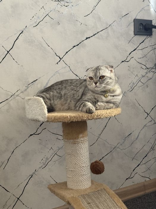 продом кошку скотиш фолд