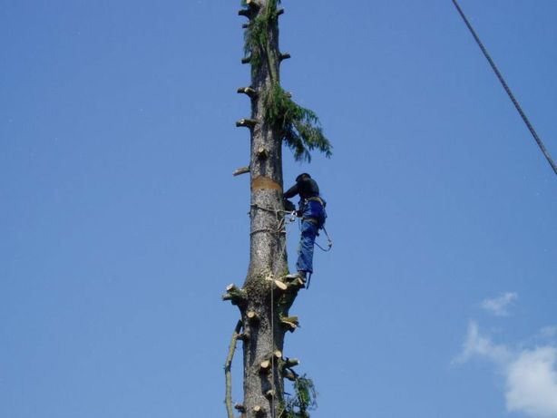 Tăiere copaci defrisari terenuri alpinist utilitar evaluare gratuita