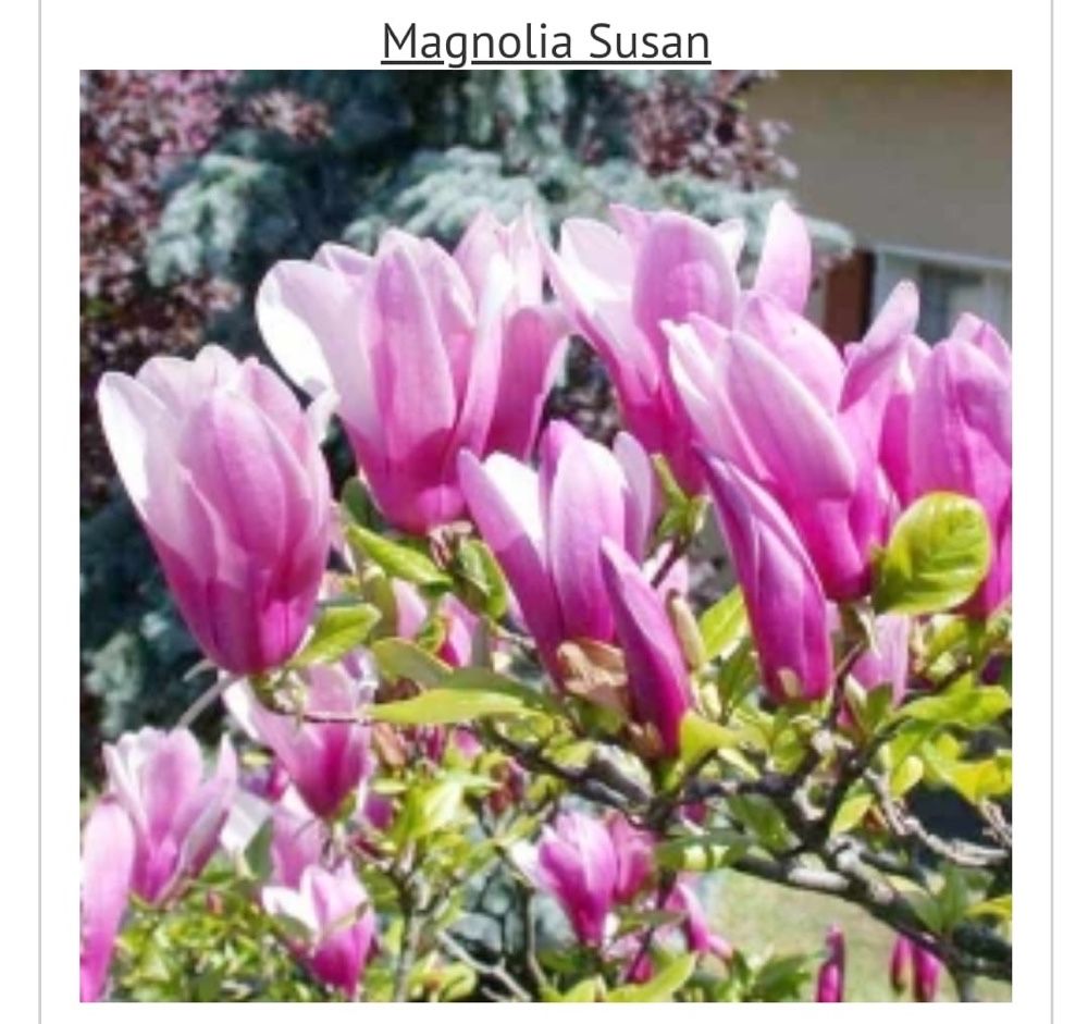 Magnolia puiet cu radacina