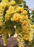 Vând Struguri de vin diferite soiuri ofer si transport