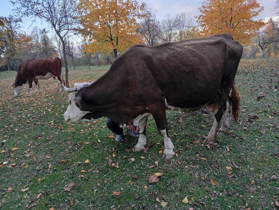 Vaca de vanzare 6500 lei