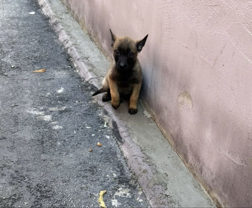 Pui Ciobanesc Belgian Malinois - Masculi disponibili