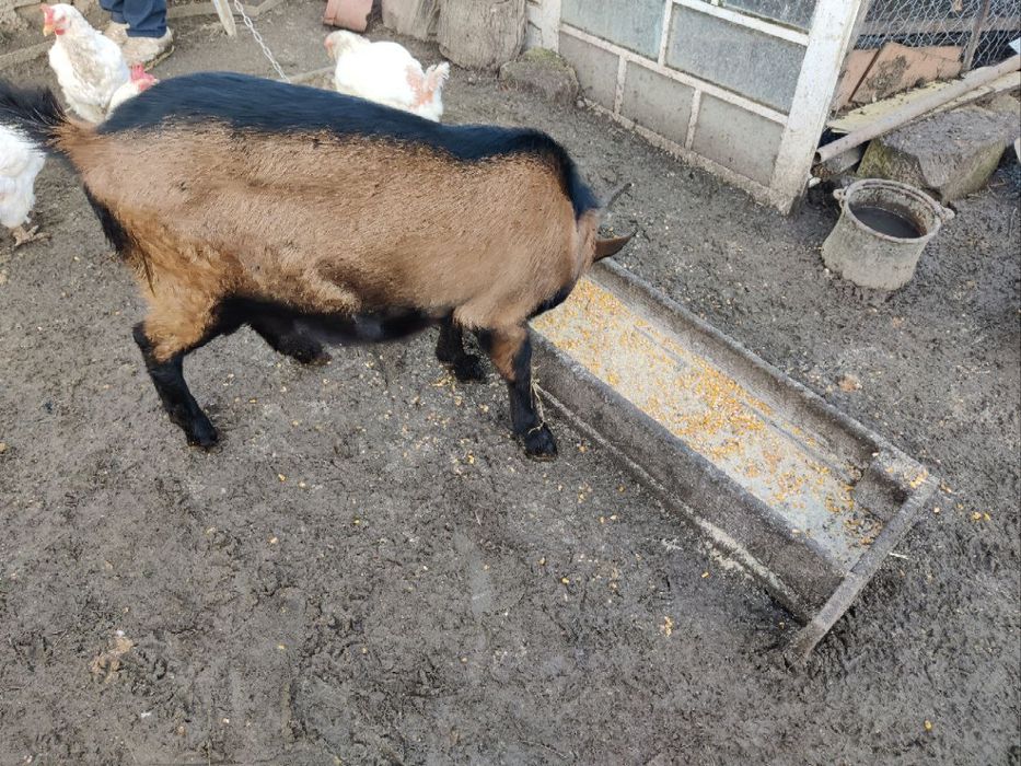 Vând Tap Alpin 7 luni