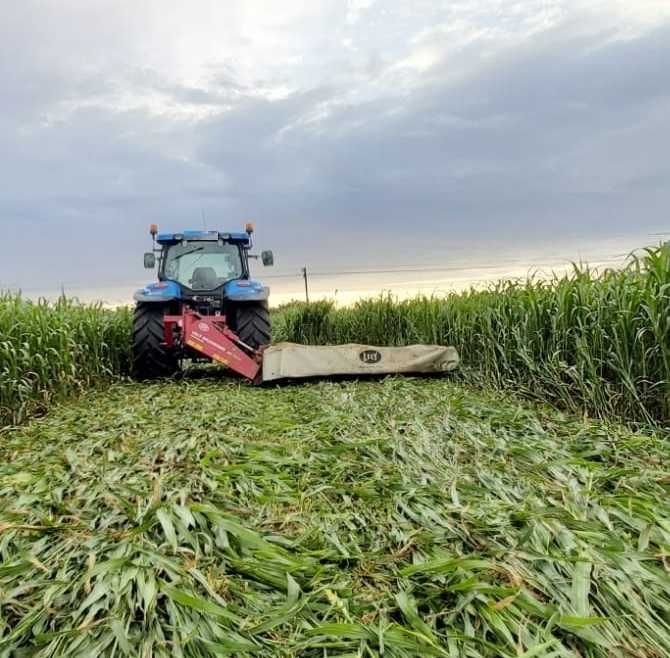 Samanta sorg x iarba de sudan, 2-3coase anuale, 25kg