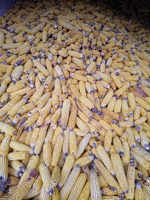 Porumb știulete de vânzare