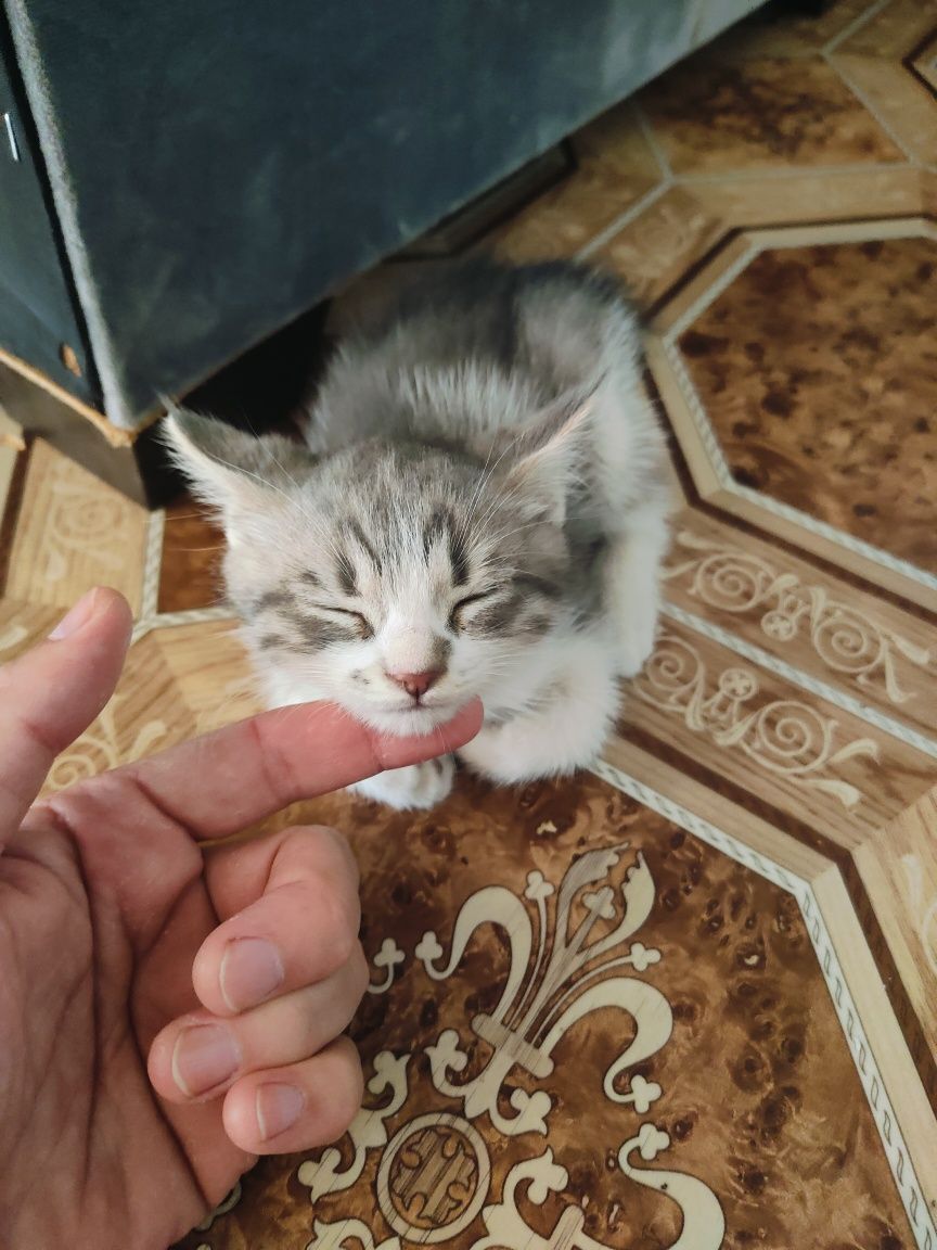 Отдам котенка в добрые руки