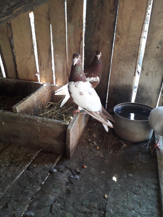 Vând pereche meulemans