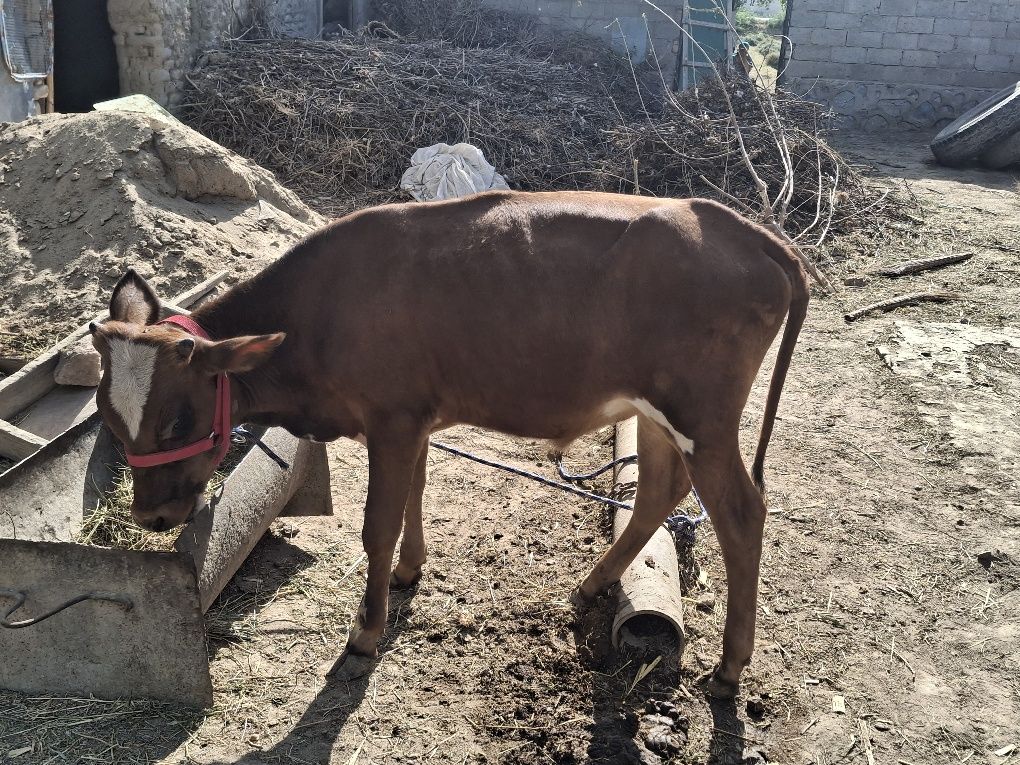 Buqacha sotiladi tezda