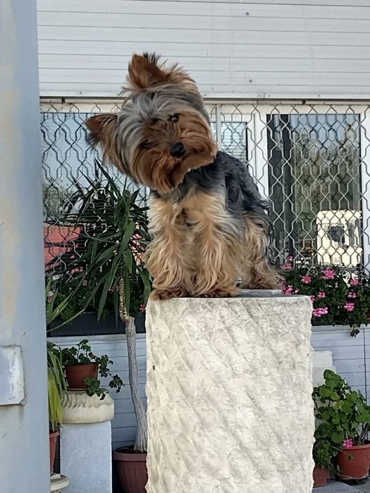 Мини Йорки на 2 год