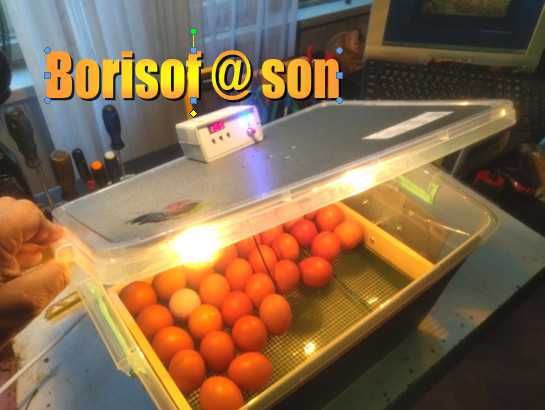 Инкубатори   български - Borisof & son