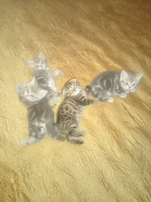 Шотланские котята