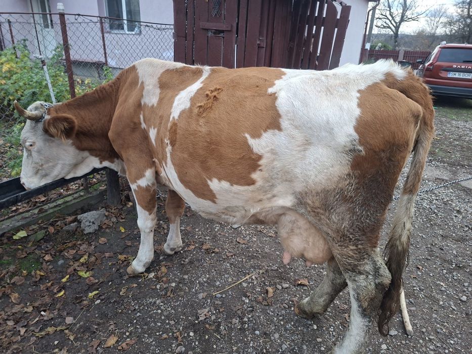Vând Vaca cu lapte