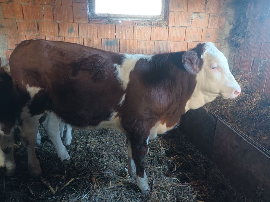 Vand 5 vitei ,2 masculi si 3 femele